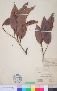 Specimen thumbnail